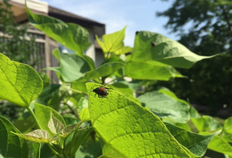 japanese beetle bug