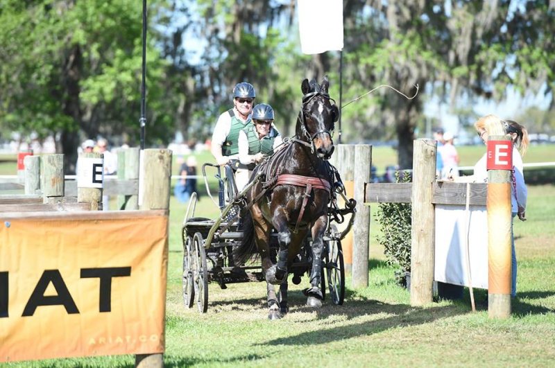 Carole Precious driving Bukhara, her home grown Holsteiner gelding. Tom Coverdale is the Navigator helping to keep the shiny side up.