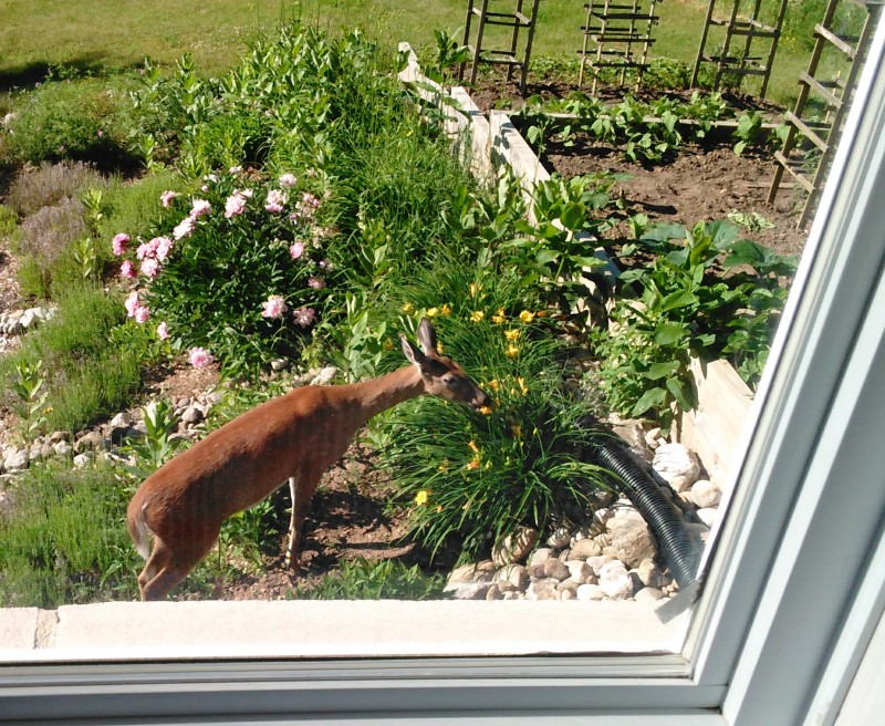 deer in the garden