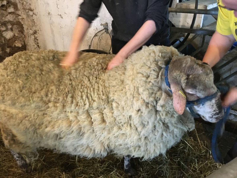 Valensbrae Farm Sheep