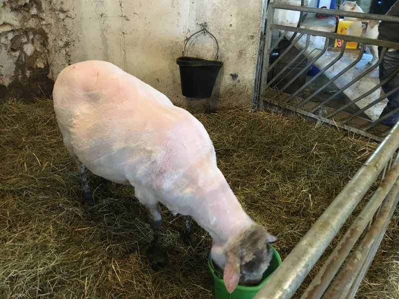 Valensbrae Farm Sheep