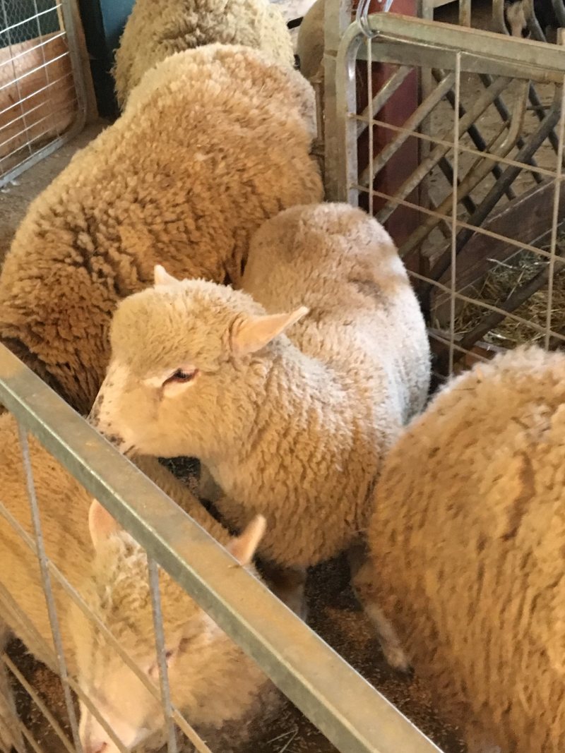 Valensbrae Farm Sheep