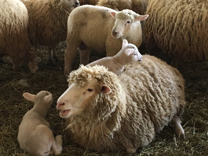 Valensbrae Farm Sheep