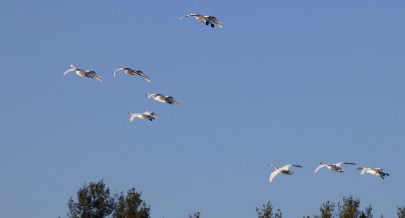 swans at valens lake