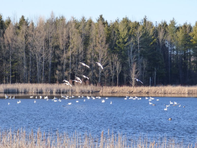 swans at valens lake