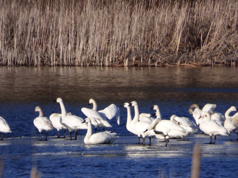 swans at valens lake