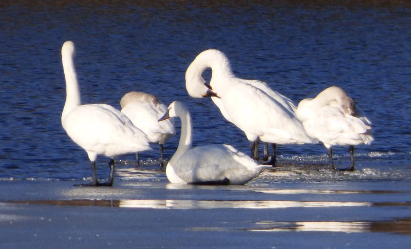 swans at valens lake